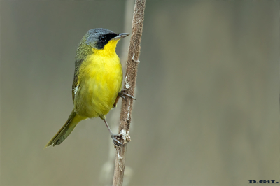 ARAÑERO CARA NEGRA (Geothlypis aequinoctialis) - Parque Quiroga - SALTO (Setiembre 2017)